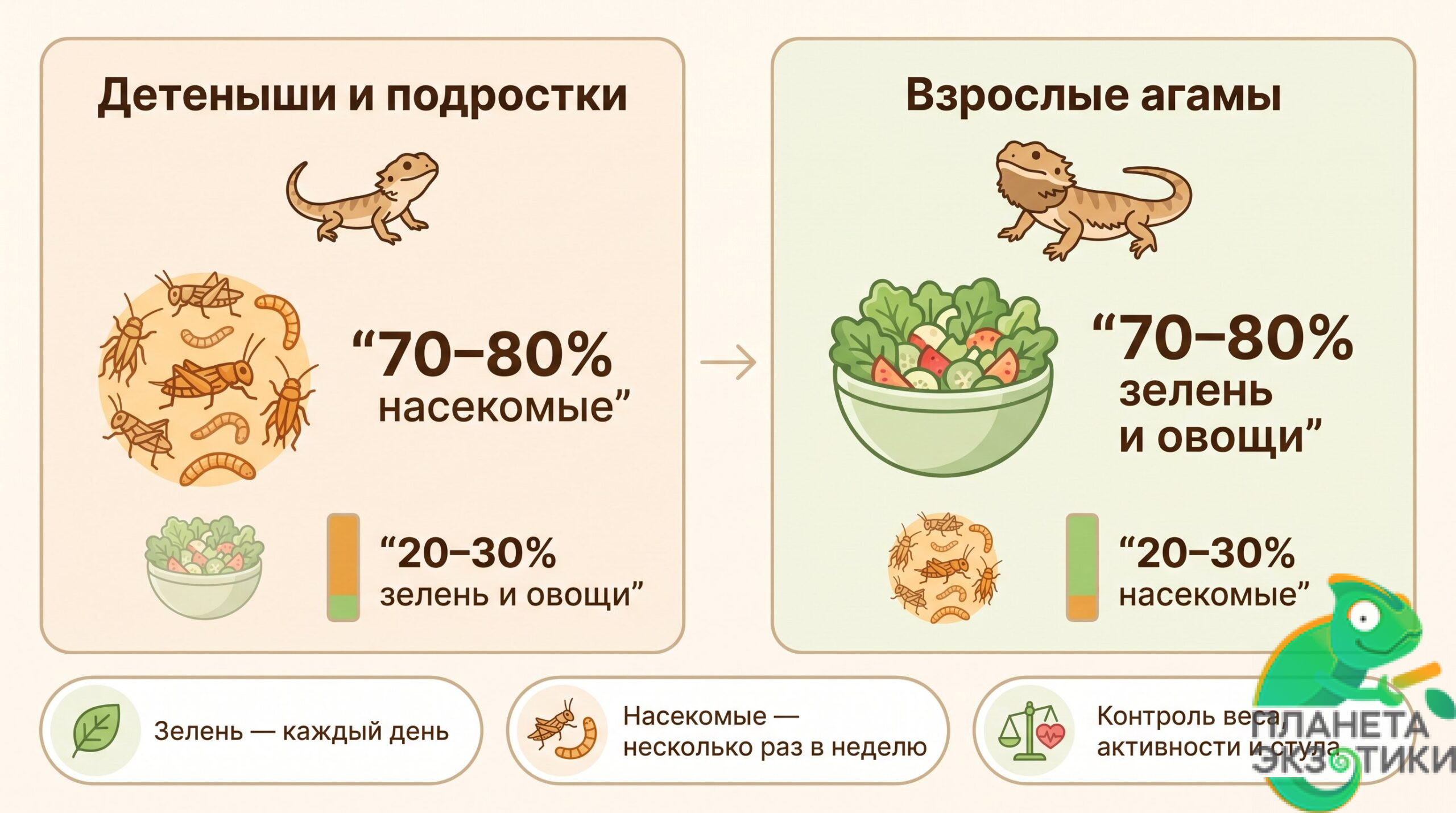 Аккуратная вертикальная памятка из трех цветовых зон тревоги: зеленая зона — отказ только от овощей при сохраненной активности, желтая — взрослой агаме дают слишком много