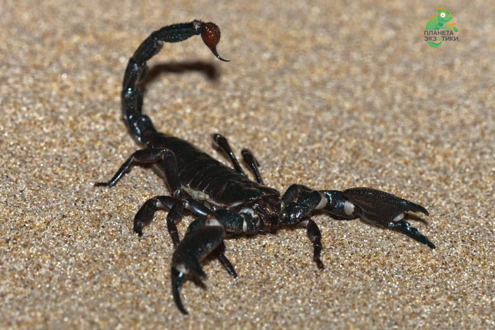 Скорпион Императорский (Pandinus imperator)L2