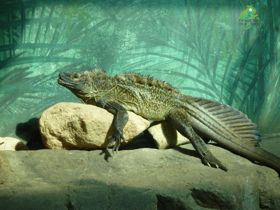 Парусная ящерица