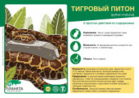 Питон тигровый бивиттатус