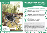 Паук-птицеед граммостола