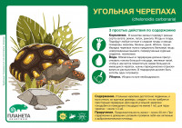 Угольная черепаха