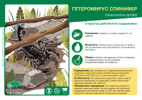 Скорпион Гетерометрус